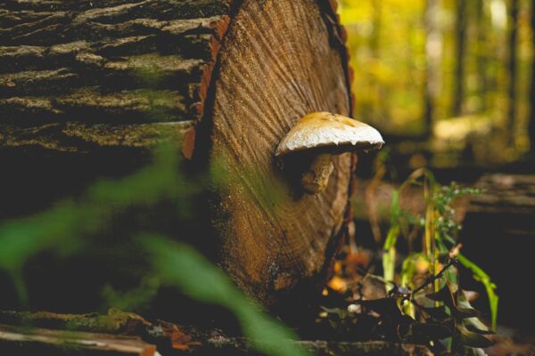 Photo Enchanted forest