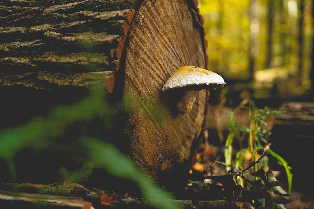 Photo Enchanted forest